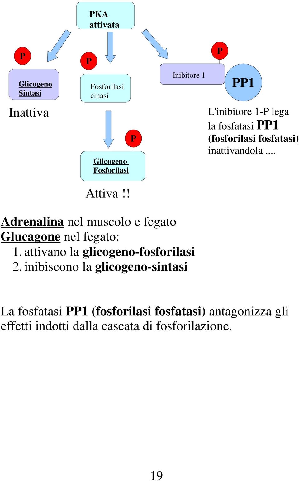 .. Adrenalina nel muscolo e fegato Glucagone nel fegato: 1. attivano la glicogeno-fosforilasi 2.