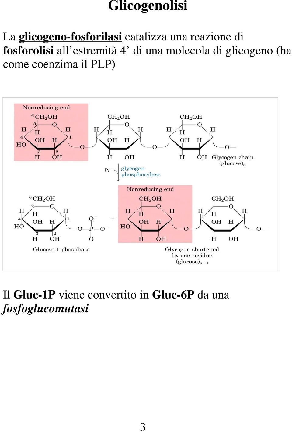 molecola di glicogeno (ha come coenzima il PLP) Il