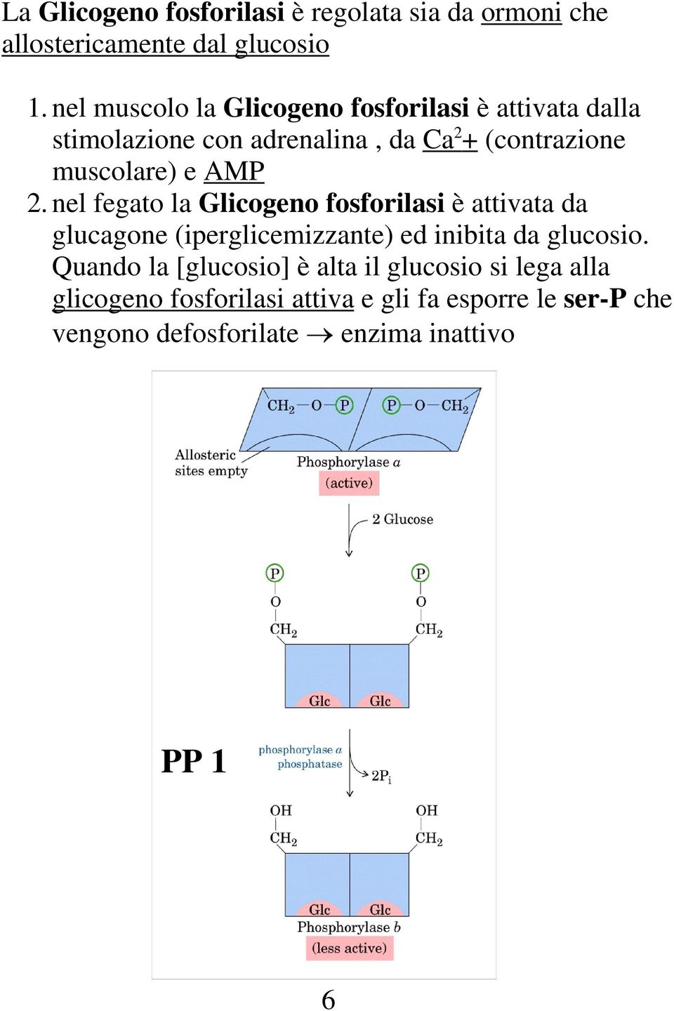 AMP 2. nel fegato la Glicogeno fosforilasi è attivata da glucagone (iperglicemizzante) ed inibita da glucosio.