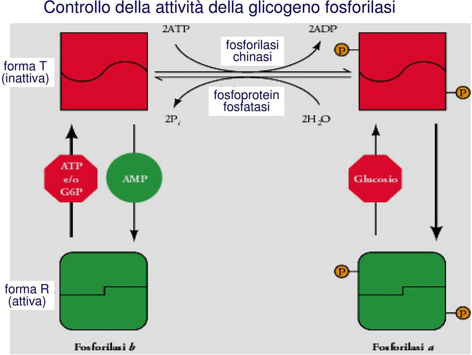 (inattiva) fosforilasi chinasi