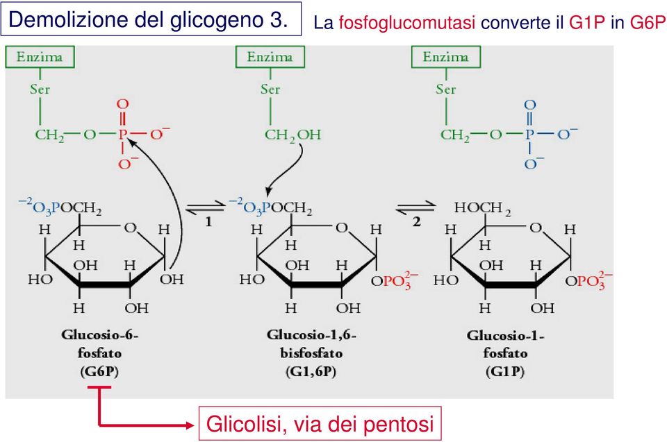 La fosfoglucomutasi