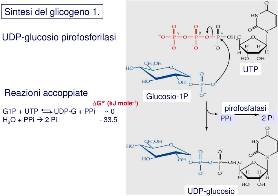 accoppiate ΔG (kj mole -1 ) G1P + UTP UDP-G +