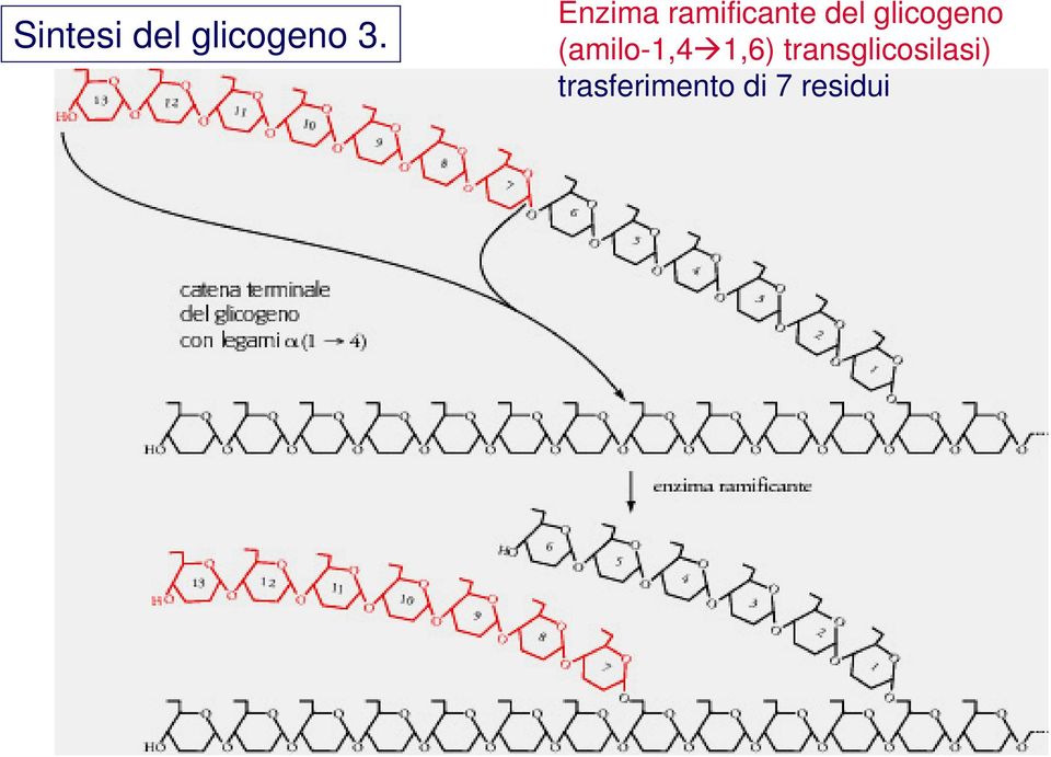 glicogeno (amilo-1,4 1,6)