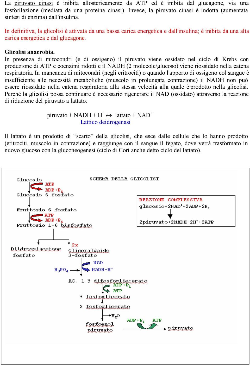 In definitiva, la glicolisi è attivata da una bassa carica energetica e dall'insulina; è inibita da una alta carica energetica e dal glucagone. Glicolisi anaerobia.