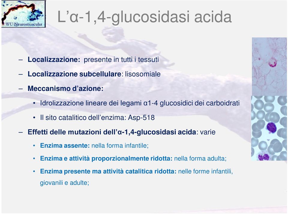 delle mutazioni dell α-1,4-glucosidasi acida: varie Enzima assente: nella forma infantile; Enzima e attività