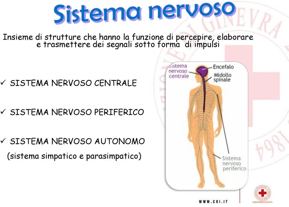 impulsi SISTEMA NERVOSO CENTRALE SISTEMA NERVOSO