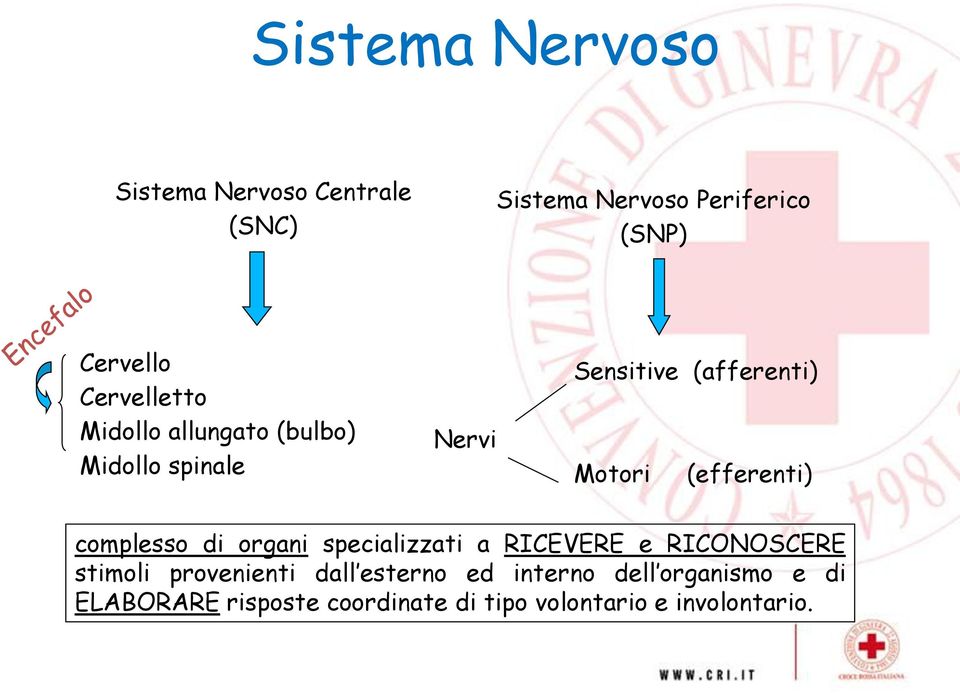 (efferenti) complesso di organi specializzati a RICEVERE e RICONOSCERE stimoli provenienti