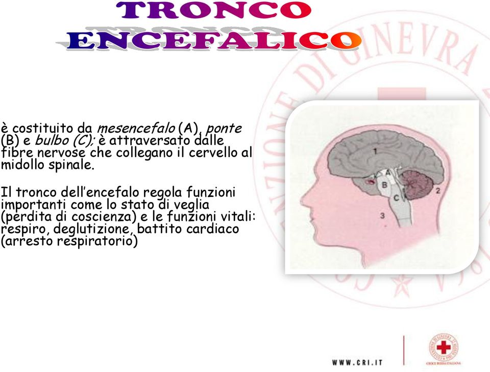 Il tronco dell encefalo regola funzioni importanti come lo stato di veglia