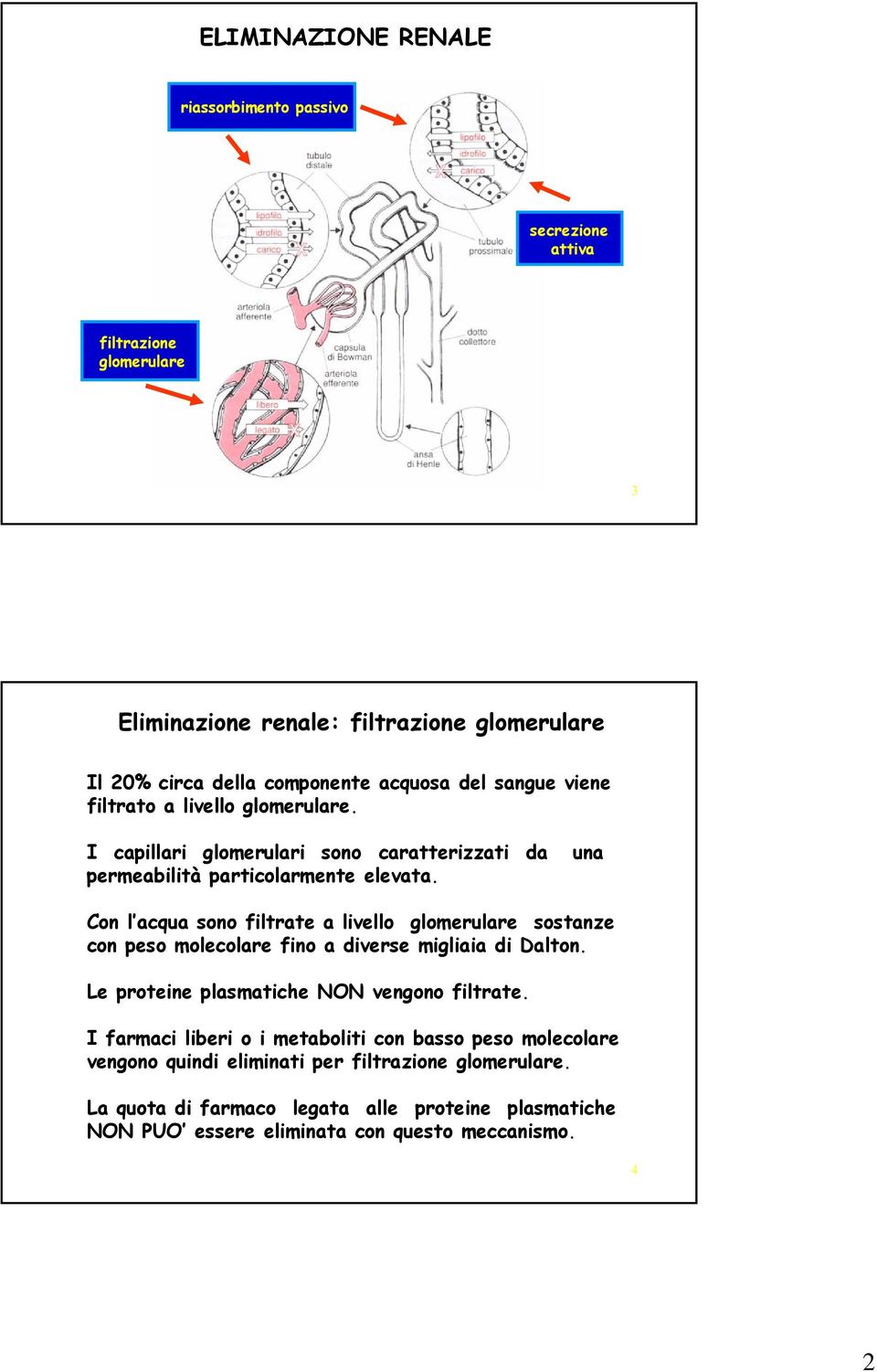 Con l acqua sono filtrate a livello glomerulare sostanze con peso molecolare fino a diverse migliaia di Dalton. Le proteine plasmatiche NON vengono filtrate.