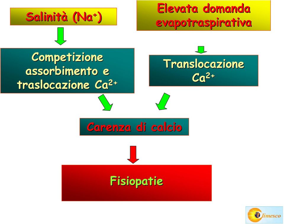 assorbimento e traslocazione Ca Ca 2+