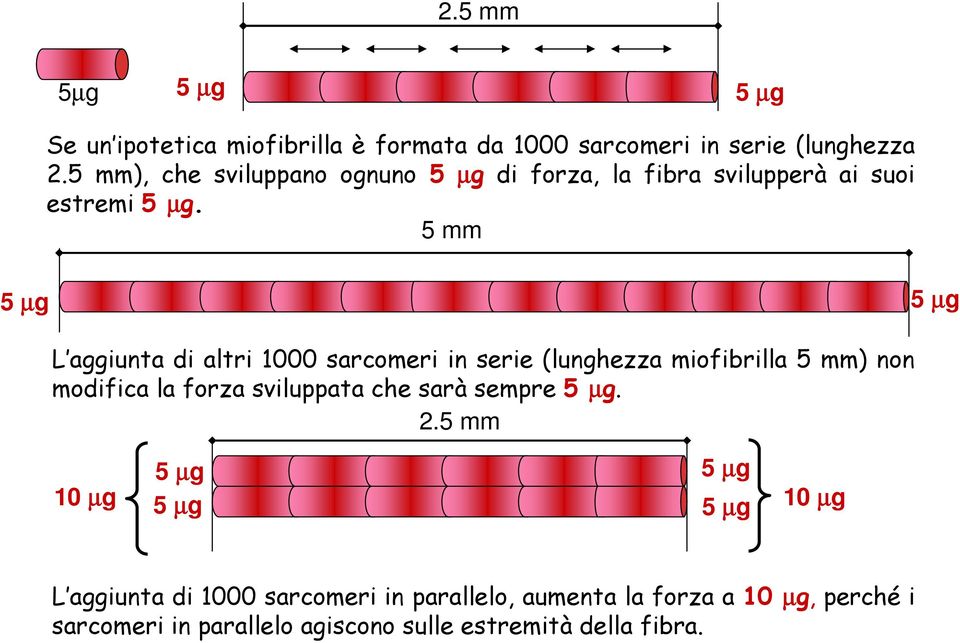 5 mm 5 µg 5 µg L aggiunta di altri 1000 sarcomeri in serie (lunghezza miofibrilla 5 mm) non modifica la forza sviluppata che