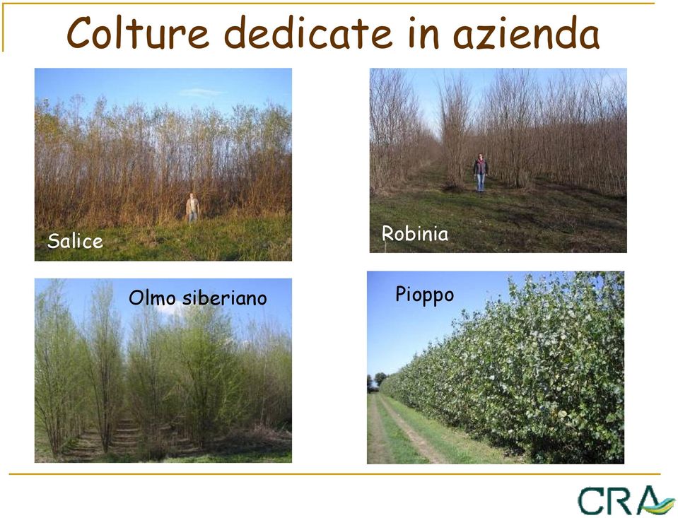 azienda Salice