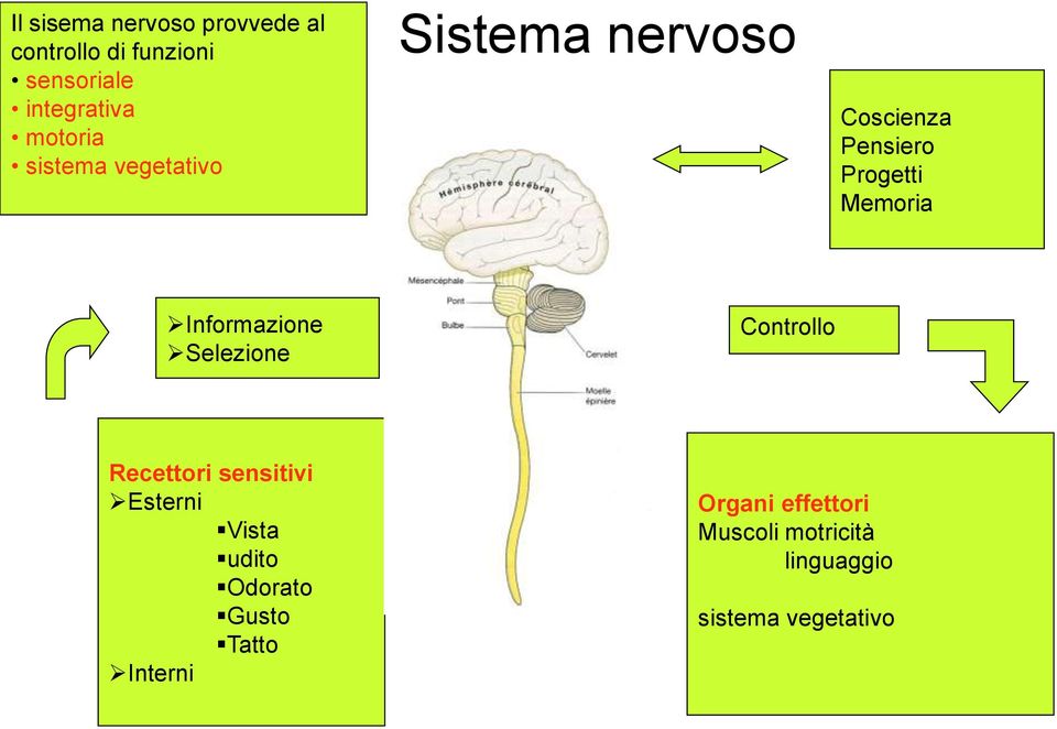 Informazione Selezione Controllo Recettori sensitivi Esterni Vista udito