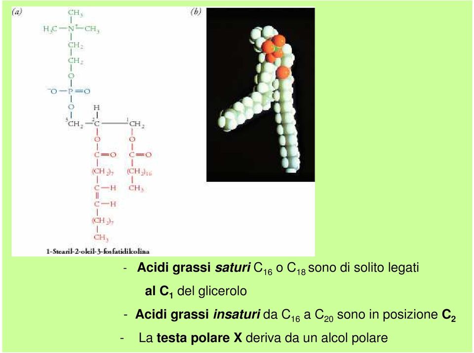 grassi insaturi da C 16 a C 20 sono in