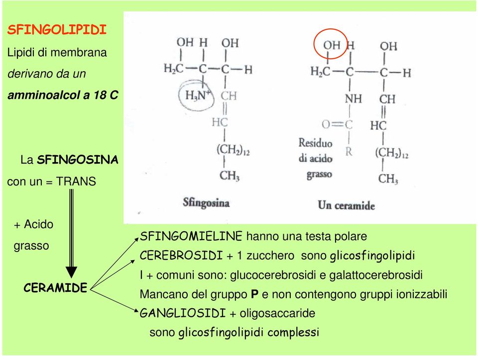 glicosfingolipidi I + comuni sono: glucocerebrosidi e galattocerebrosidi Mancano del gruppo P