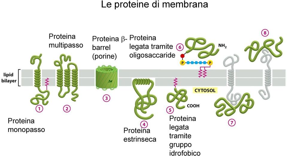 tramite oligosaccaride Proteina monopasso