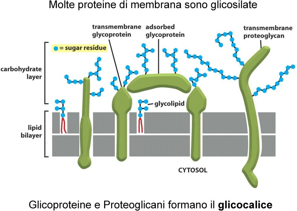 glicosilate