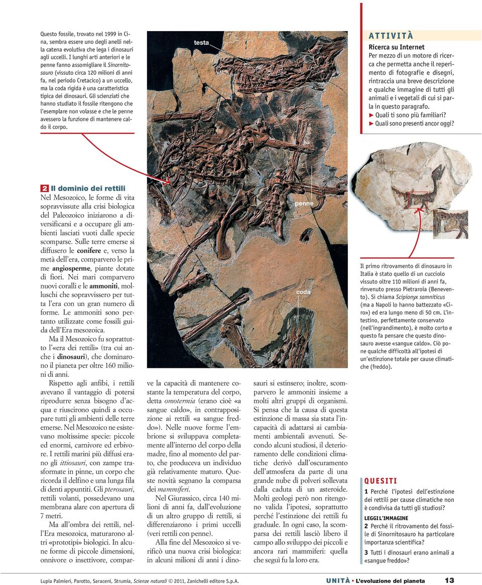 dinosauri. Gli scienziati che hanno studiato il fossile ritengono che l esemplare non volasse e che le penne avessero la funzione di mantenere caldo il corpo.