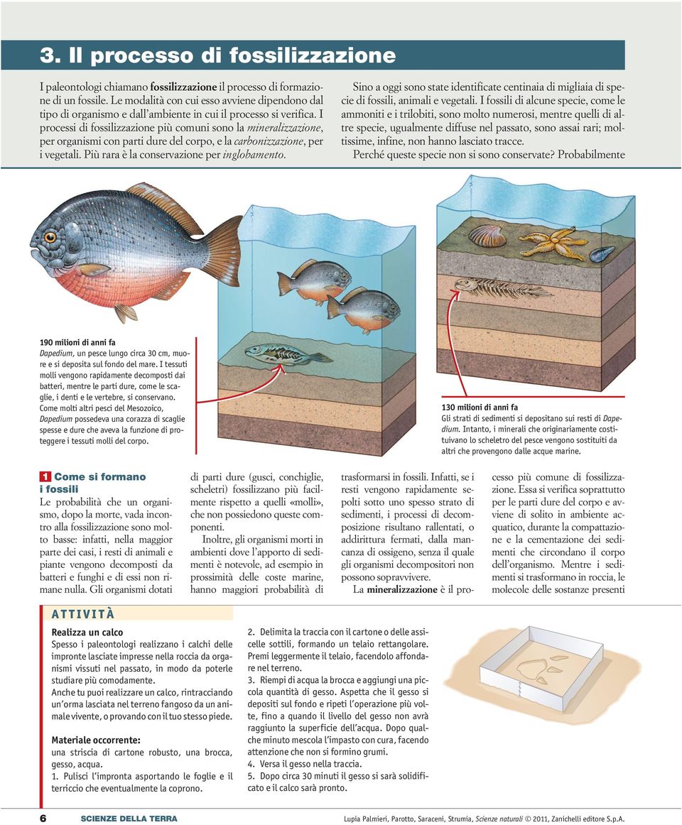 I processi di fossilizzazione più comuni sono la mineralizzazione, per organismi con parti dure del corpo, e la carbonizzazione, per i vegetali. Più rara è la conservazione per inglobamento.