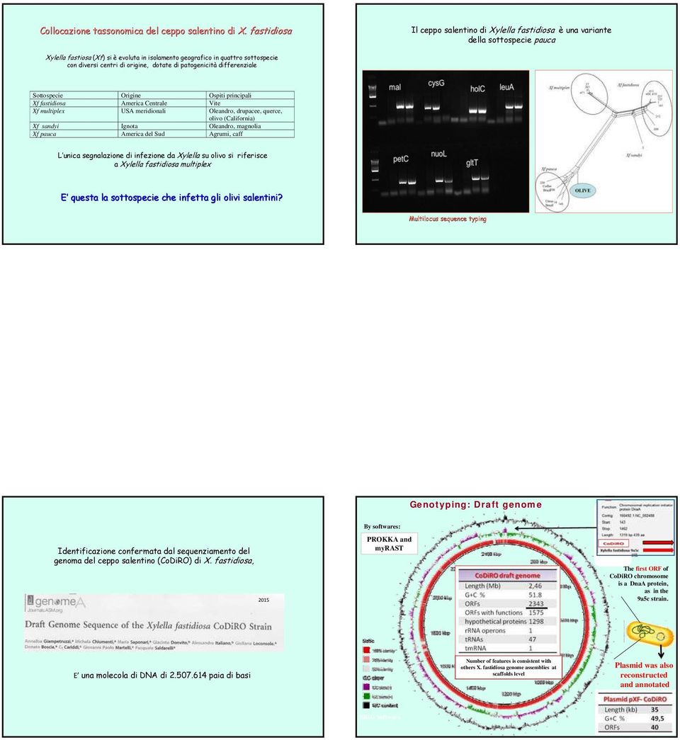 origine, dotate di patogenicità differenziale Sottospecie Origine Ospiti principali Xf fastidiosa America Centrale Vite Xf multiplex USA meridionali Oleandro, drupacee, querce, olivo (California) Xf