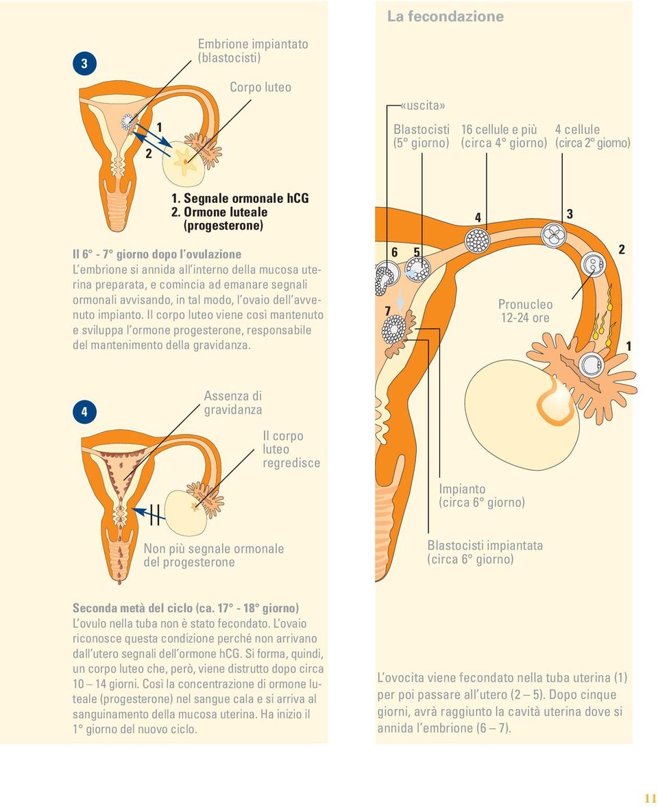 ovaio dell avvenuto impianto. Il corpo luteo viene così mantenuto e sviluppa l ormone progesterone, responsabile del mantenimento della gravidanza.
