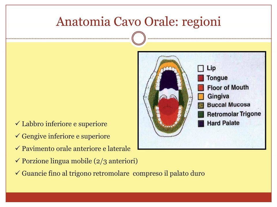 anteriore e laterale Porzione lingua mobile (2/3