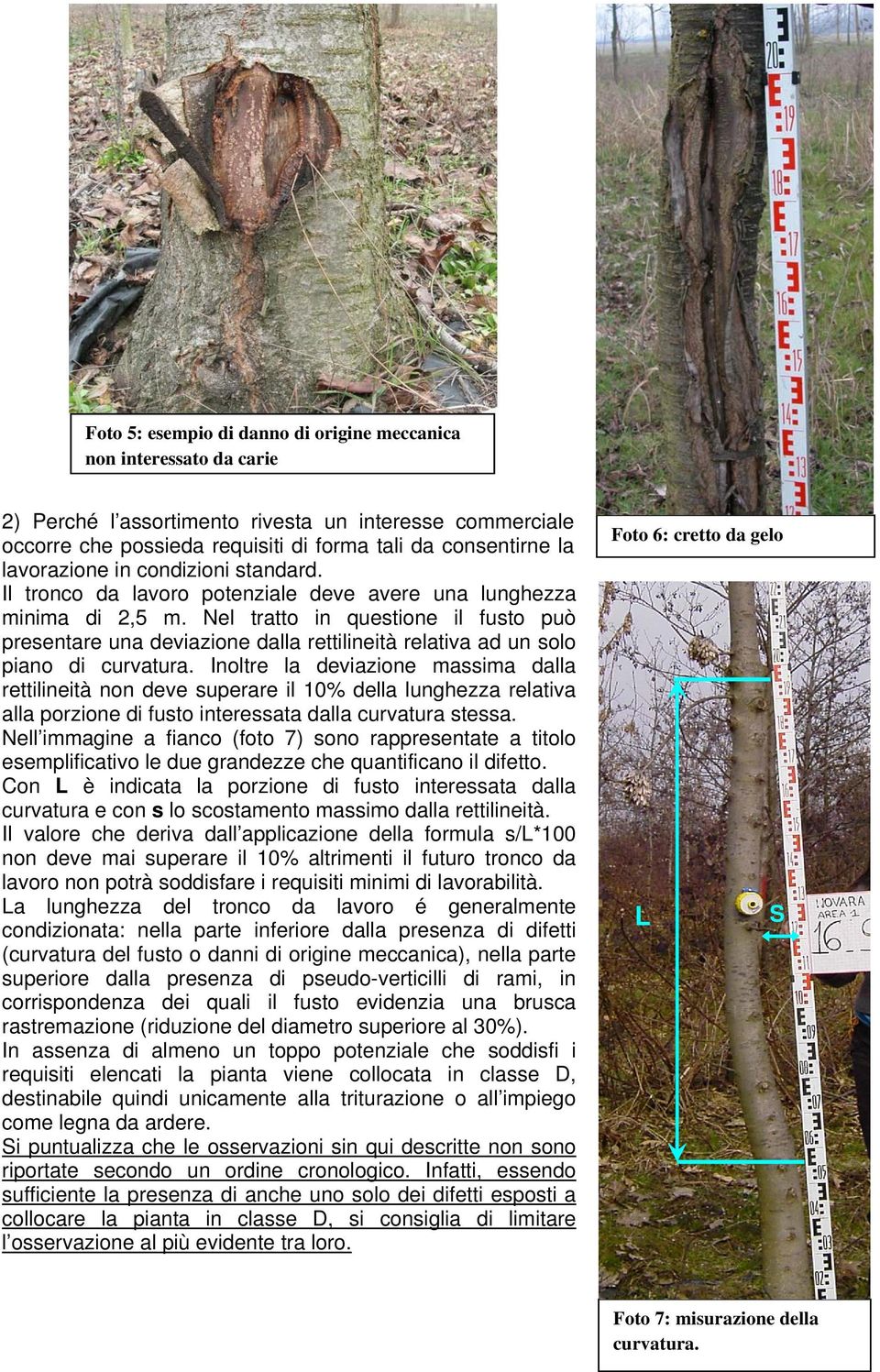 Nel tratto in questione il fusto può presentare una deviazione dalla rettilineità relativa ad un solo piano di curvatura.