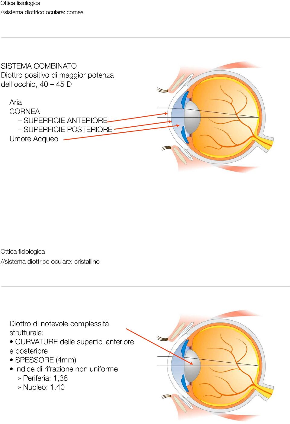 fisiologica //sistema diottrico oculare: cristallino Diottro di notevole comlessità strutturale: