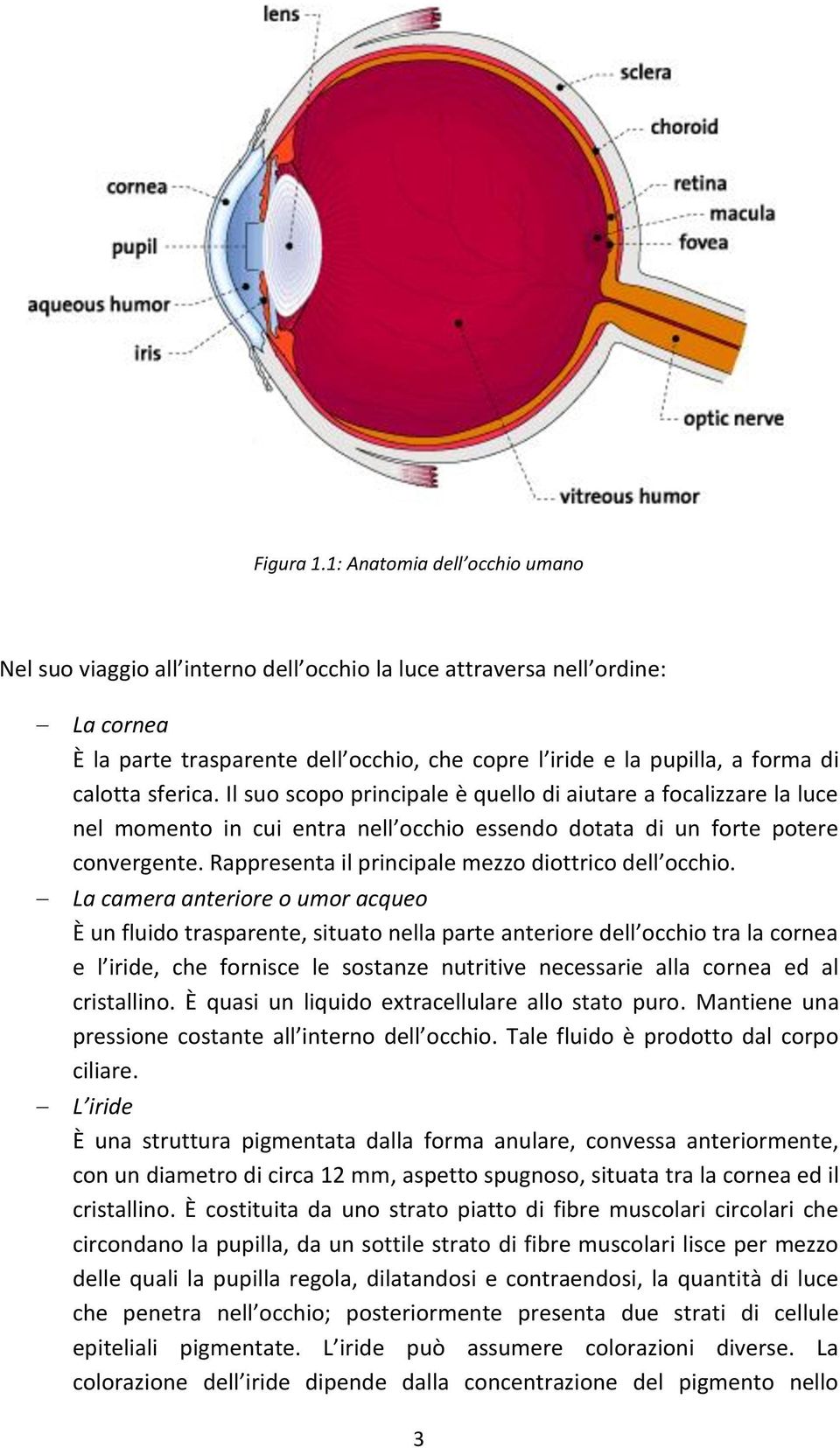 sferica. Il suo scopo principale è quello di aiutare a focalizzare la luce nel momento in cui entra nell occhio essendo dotata di un forte potere convergente.