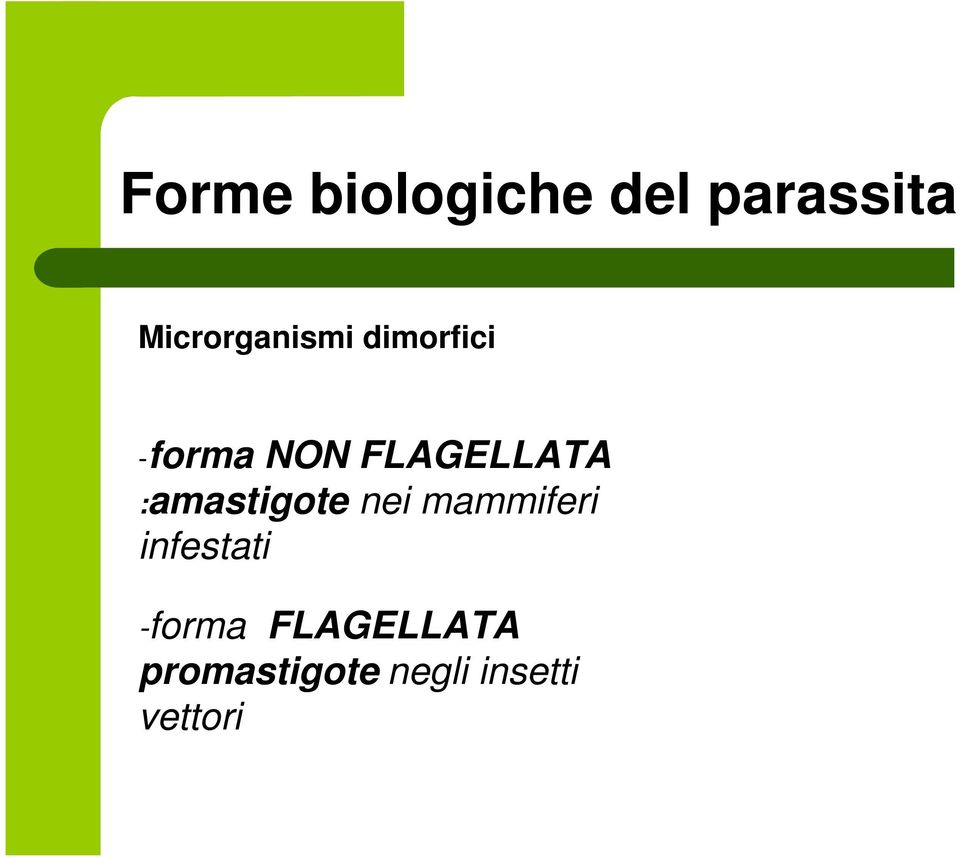 FLAGELLATA :amastigote nei mammiferi