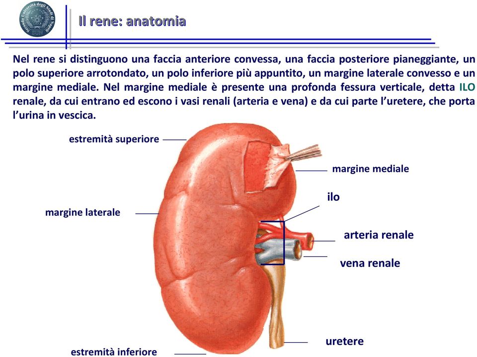 Nel margine mediale è presente una profonda fessura verticale, detta ILO renale, da cui entrano ed escono i vasi renali (arteria e