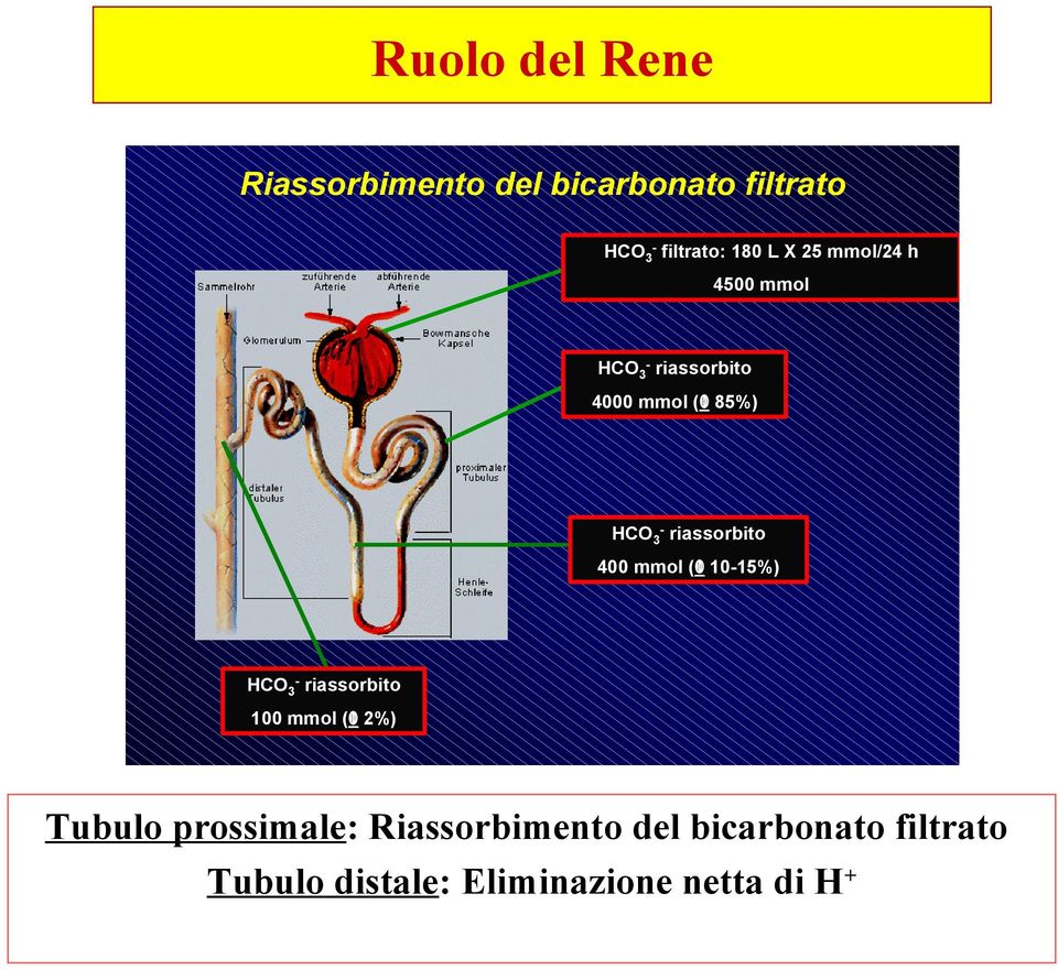 riassorbito 400 mmol ( 10-15%) HCO3- riassorbito 100 mmol ( 2%) Tubulo