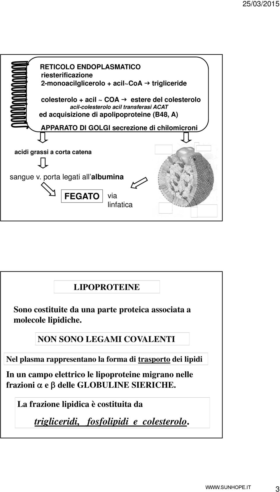 porta legati all albumina FEGATO via linfatica LIPOPROTEINE Sono costituite da una parte proteica associata a molecole lipidiche.