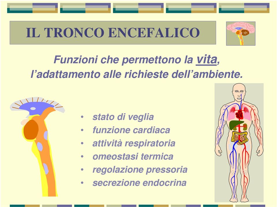 stato di veglia funzione cardiaca attività