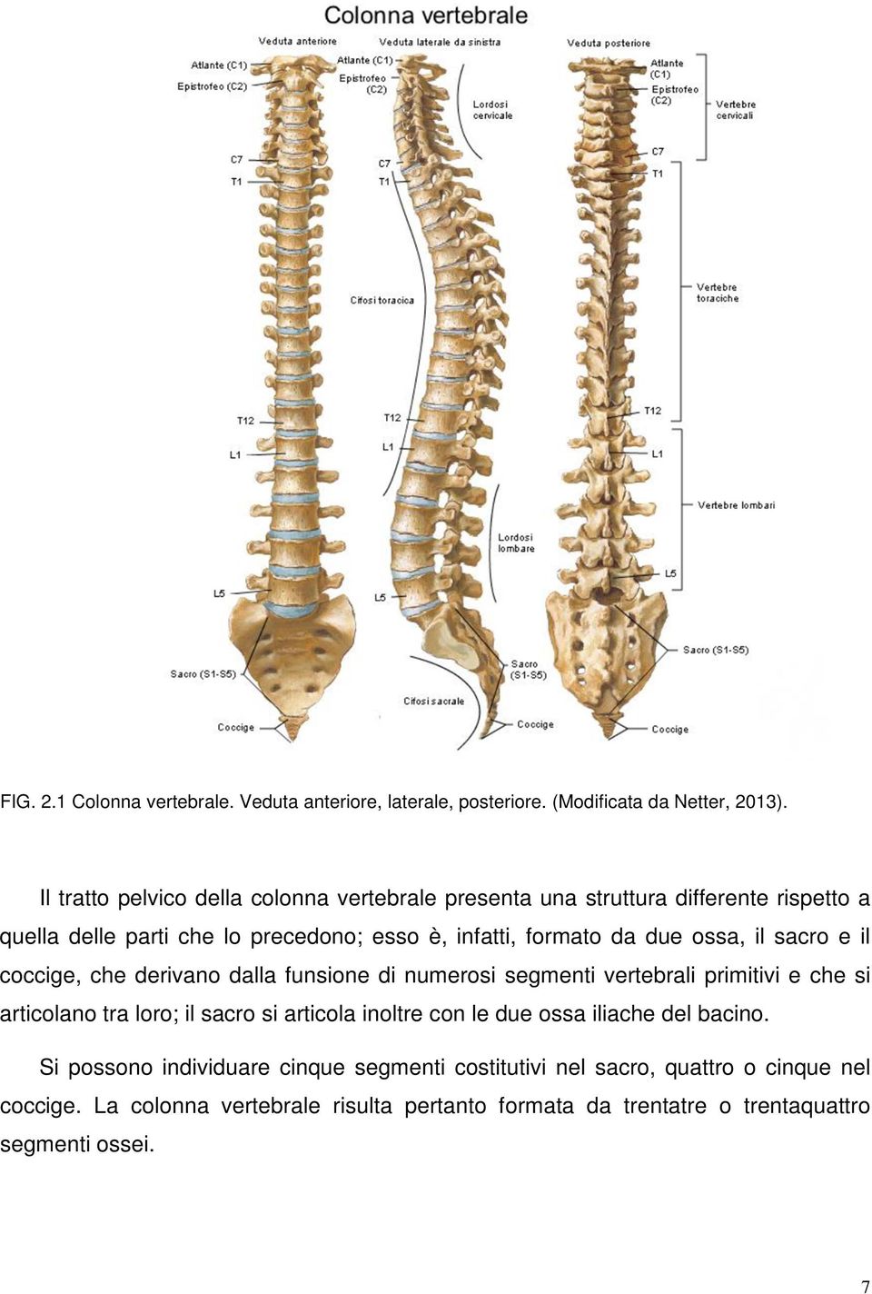 ossa, il sacro e il coccige, che derivano dalla funsione di numerosi segmenti vertebrali primitivi e che si articolano tra loro; il sacro si articola inoltre