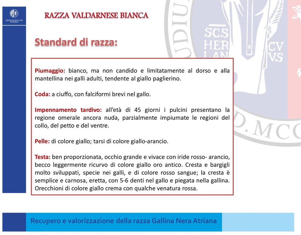 Impennamento tardivo: all età di 45 giorni i pulcini presentano la regione omerale ancora nuda, parzialmente impiumate le regioni del collo, del petto e del ventre.