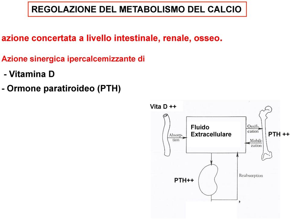 Azione sinergica ipercalcemizzante di - Vitamina D -