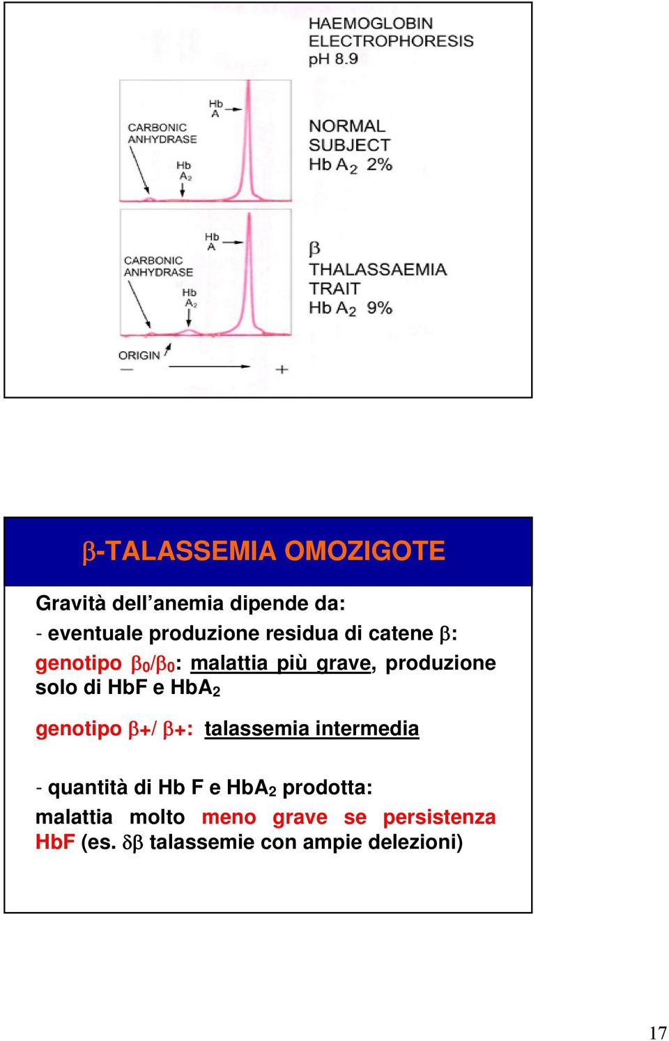 e HbA 2 genotipo β+/ β+: talassemia intermedia - quantità di Hb F e HbA 2 prodotta:
