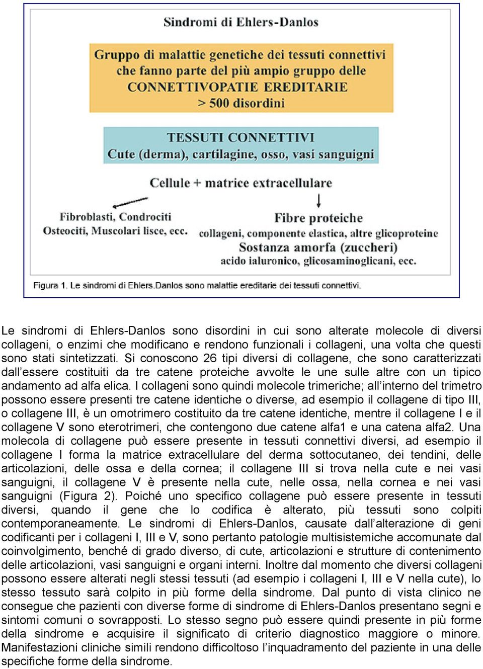 I collageni sono quindi molecole trimeriche; all interno del trimetro possono essere presenti tre catene identiche o diverse, ad esempio il collagene di tipo III, o collagene III, è un omotrimero