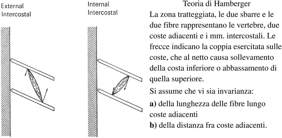 Le frecce indicano la coppia esercitata sulle coste, che al netto causa sollevamento della costa