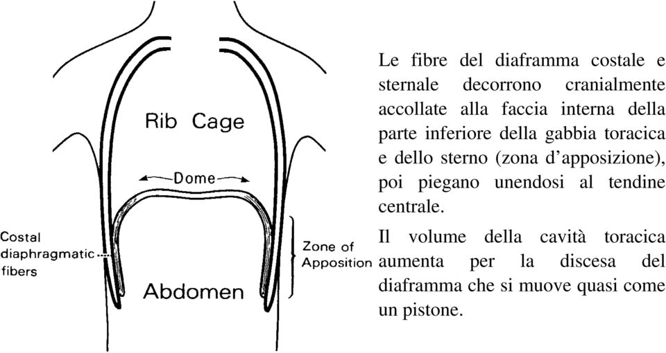 d apposizione), poi piegano unendosi al tendine centrale.