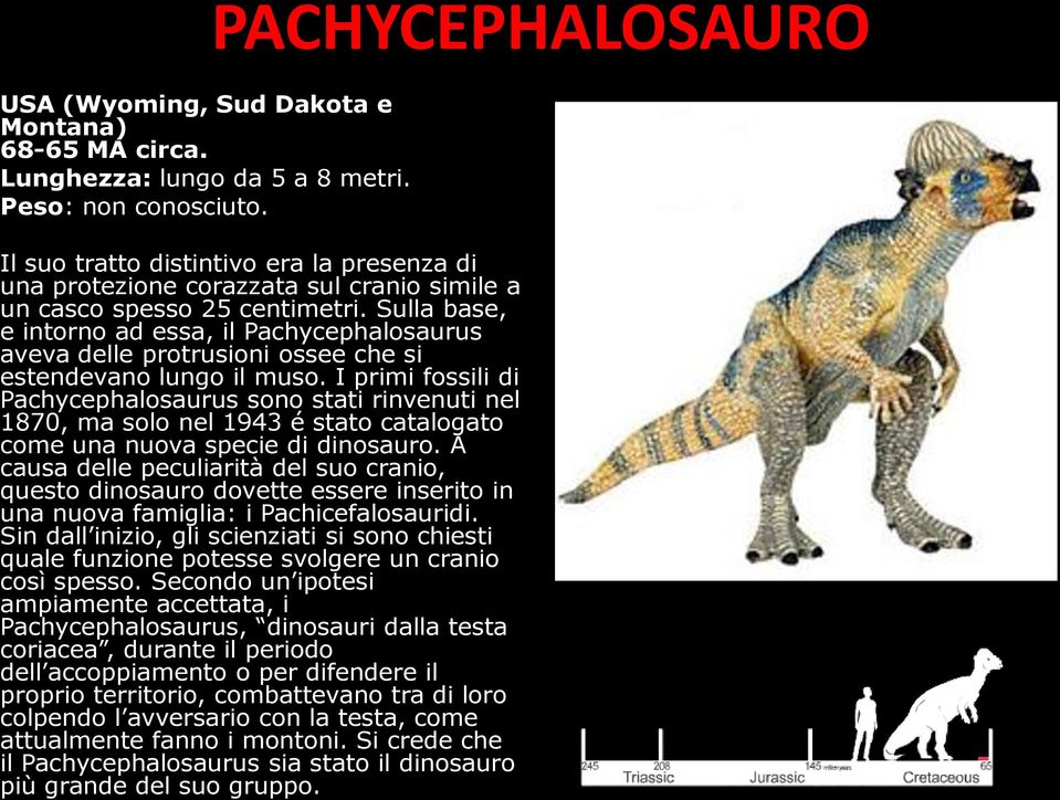 Sulla base, e intorno ad essa, il Pachycephalosaurus aveva delle protrusioni ossee che si estendevano lungo il muso.