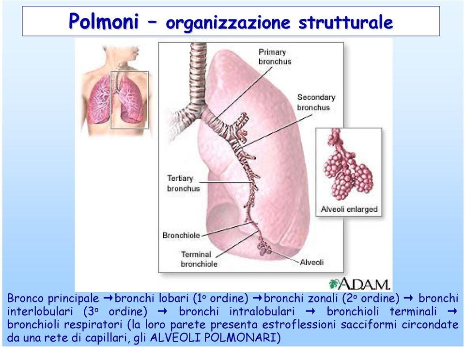 intralobulari bronchioli terminali bronchioli respiratori (la loro parete
