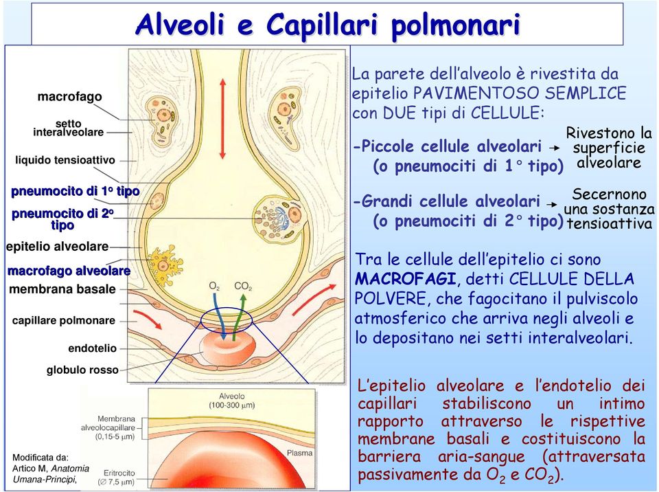 alveolari (o pneumociti di 1 tipo) Rivestono la superficie alveolare -Grandi cellule alveolari Secernono una sostanza (o pneumociti di 2 tipo) tensioattiva Tra le cellule dell epitelio ci sono