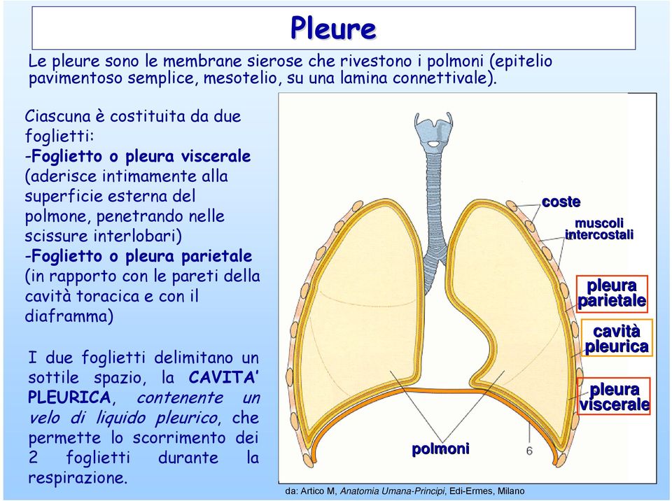 pleura parietale (in rapporto con le pareti della cavità toracica e con il diaframma) I due foglietti delimitano un sottile spazio, la CAVITA PLEURICA, contenente un velo di