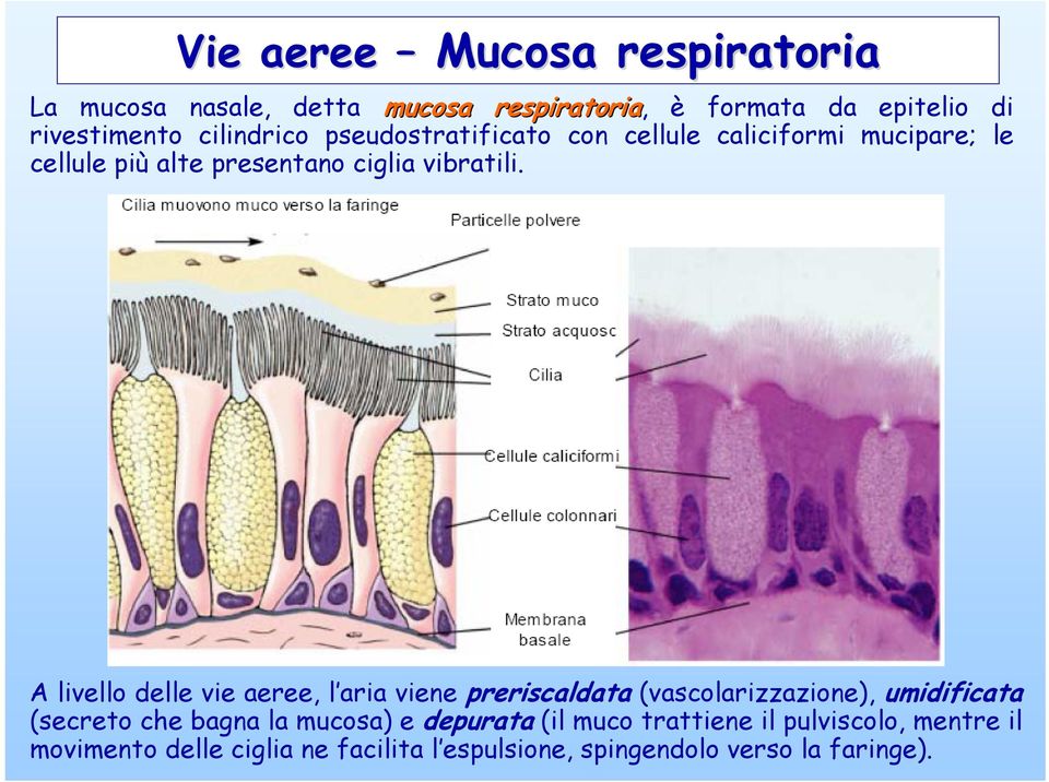 A livello delle vie aeree, l aria viene preriscaldata (vascolarizzazione), umidificata (secreto che bagna la mucosa) e