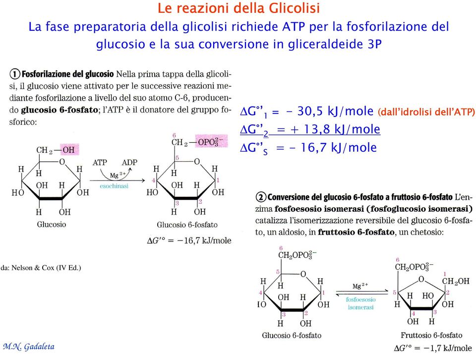 conversione in gliceraldeide 3P G 1 = - 30,5 kj/mole (dall