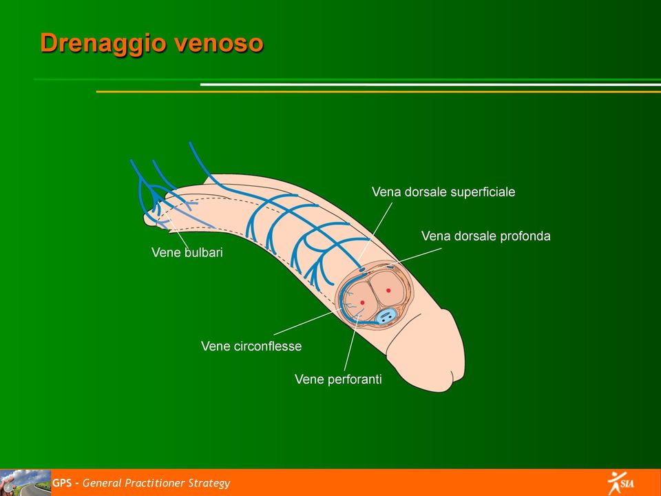 bulbari Vena dorsale