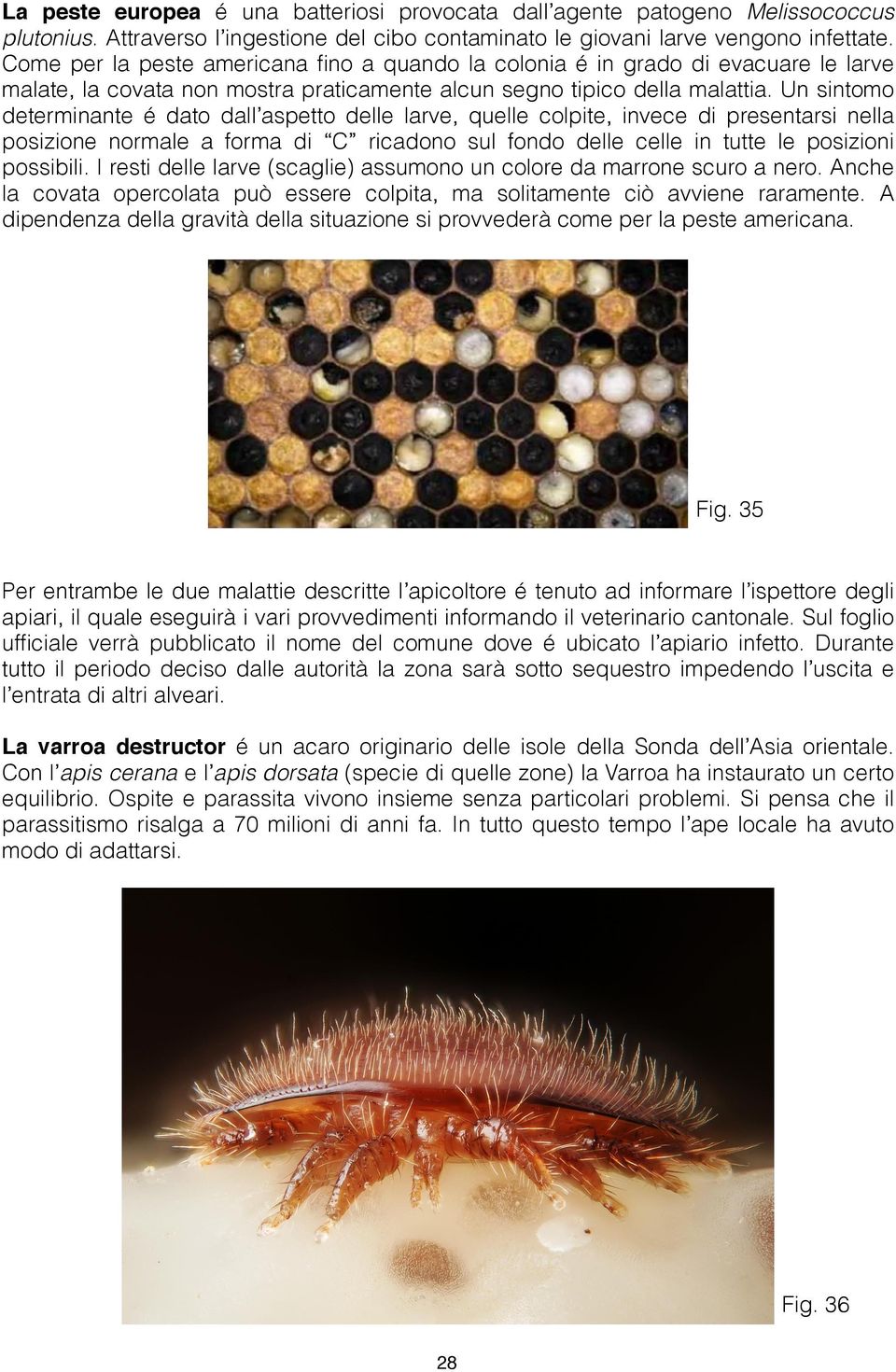 Un sintomo determinante é dato dall aspetto delle larve, quelle colpite, invece di presentarsi nella posizione normale a forma di C ricadono sul fondo delle celle in tutte le posizioni possibili.