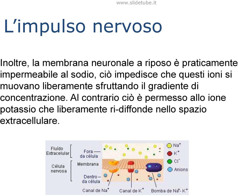 liberamente sfruttando il gradiente di concentrazione.